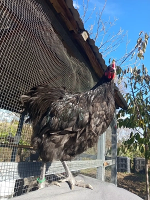 Cocosi orpington  - imagine 4 Cocosi orpington  - imagine 4