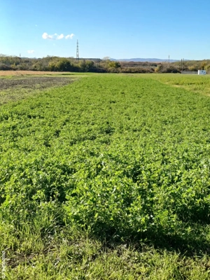 vand teren intravilan - imagine 5 vand teren intravilan - imagine 5