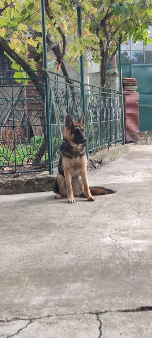 De vânzare Ciobănesc German 