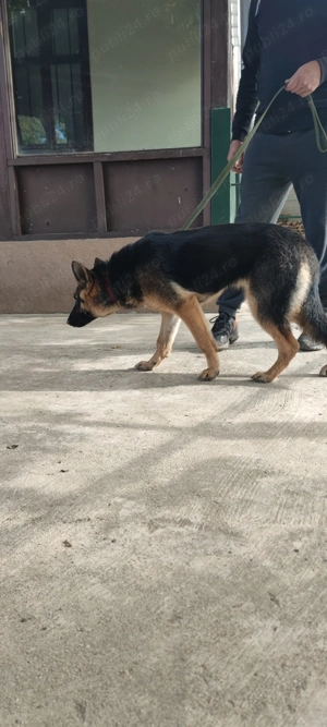 De vânzare Ciobănesc German  - imagine 3 De vânzare Ciobănesc German  - imagine 3