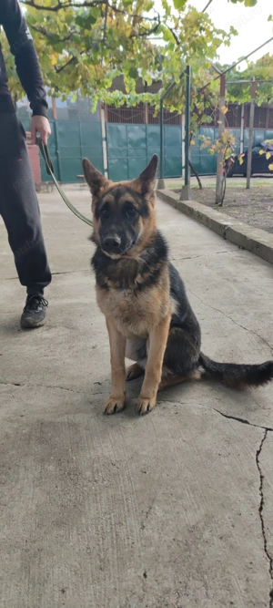 De vânzare Ciobănesc German  - imagine 2 De vânzare Ciobănesc German  - imagine 2