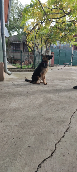 De vânzare Ciobănesc German  - imagine 4 De vânzare Ciobănesc German  - imagine 4