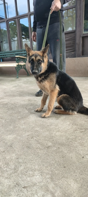 De vânzare Ciobănesc German  - imagine 5 De vânzare Ciobănesc German  - imagine 5