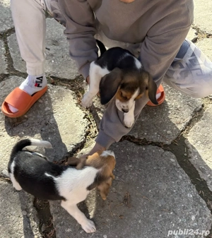 Pui beagle  - imagine 4