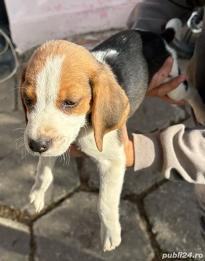 Pui beagle  - imagine 2