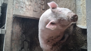 Porci pentru Craciun