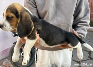 Pui beagle  - imagine 3