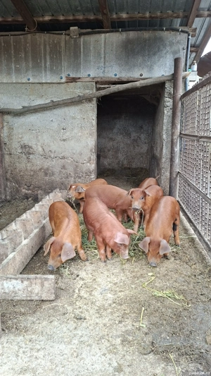 Purcei de vanzare Mihaesti Arges