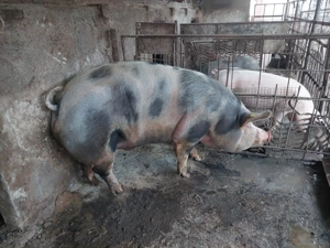 Vând porc pentru sacrificat - imagine 2