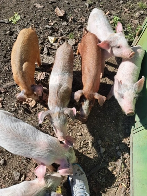 Vând purcei 11 săptămâni 