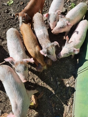 Vând purcei 11 săptămâni  - imagine 2 Vând purcei 11 săptămâni  - imagine 2