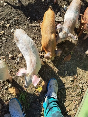 Vând purcei 11 săptămâni  - imagine 3 Vând purcei 11 săptămâni  - imagine 3