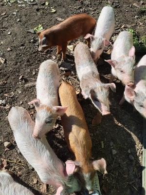 Vând purcei 11 săptămâni  - imagine 4 Vând purcei 11 săptămâni  - imagine 4