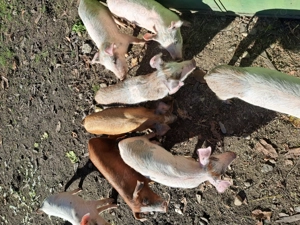 Vând purcei 11 săptămâni  - imagine 5 Vând purcei 11 săptămâni  - imagine 5