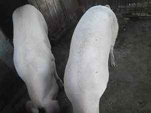 Vand porc de carne  - imagine 3