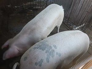 Vand porc de carne  - imagine 2