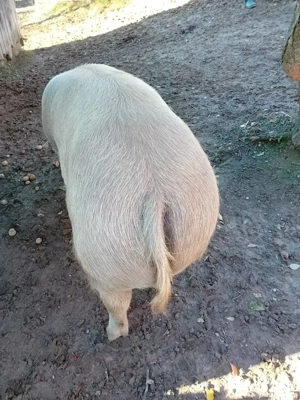 Porci de vanzare