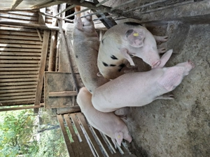 Vând porci si purcei  - imagine 3