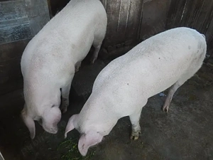 Vand porc de carne  - imagine 4