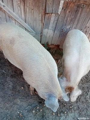 Porci de vanzare - imagine 3 Porci de vanzare - imagine 3