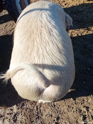 Porci de vanzare - imagine 2 Porci de vanzare - imagine 2