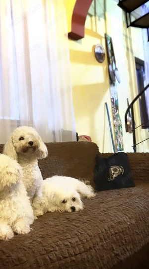 Bichon frize - imagine 3 Bichon frize - imagine 3