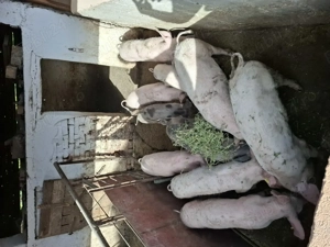 Vând porci si purcei 