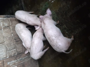 Purcei de vanzare - imagine 2