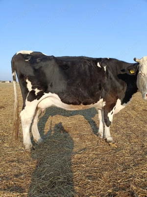 Vind 4 vaci de sacrificat  - imagine 3 Vind 4 vaci de sacrificat  - imagine 3