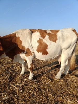 Vind 4 vaci de sacrificat  - imagine 2 Vind 4 vaci de sacrificat  - imagine 2