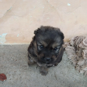 2 catelusi frumos rasa Spaniel Tibetan - imagine 2