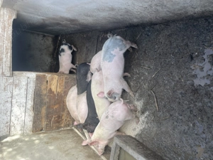 Purcei de 10 săptămâni  - imagine 2