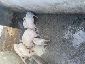 Purcei de 10 săptămâni  - imagine 3