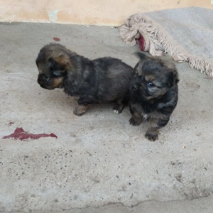 2 catelusi frumos rasa Spaniel Tibetan