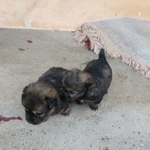 2 catelusi frumos rasa Spaniel Tibetan - imagine 4