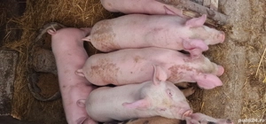 Purcei de vanzare - imagine 4