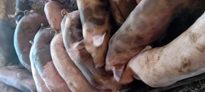 Carcasa de porc  - imagine 4