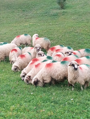  Oi turcane de vânzare 