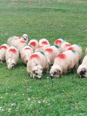  Oi turcane de vânzare  - imagine 3