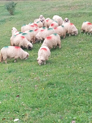  Oi turcane de vânzare  - imagine 5