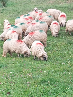  Oi turcane de vânzare  - imagine 6