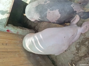 De vanzare 2 purcele de carne pietrean   - imagine 2