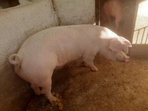 Porc gras 180 - 190 kilograme