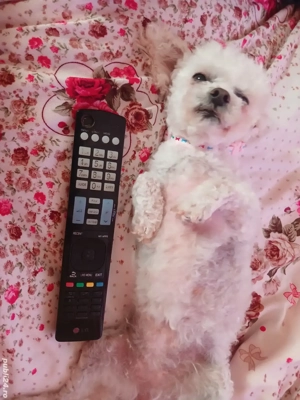 Bichon deosebit - imagine 5 Bichon deosebit - imagine 5