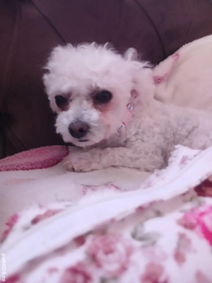 Bichon deosebit - imagine 2 Bichon deosebit - imagine 2