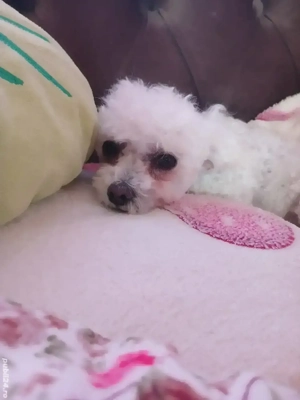 Bichon deosebit - imagine 3 Bichon deosebit - imagine 3