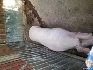 De vanzare 2 purcele de carne pietrean  