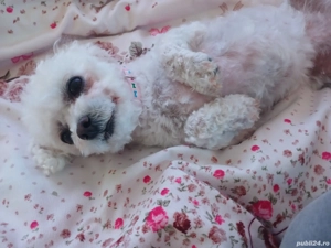 Bichoni femela  - imagine 5