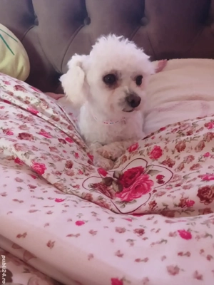 Bichoni femela  - imagine 6