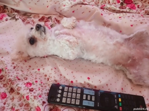 Bichoni femela  - imagine 4
